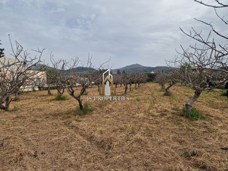 Οικόπεδο 3.180τ.μ. για πώληση-Αίγινα » Κυψέλη