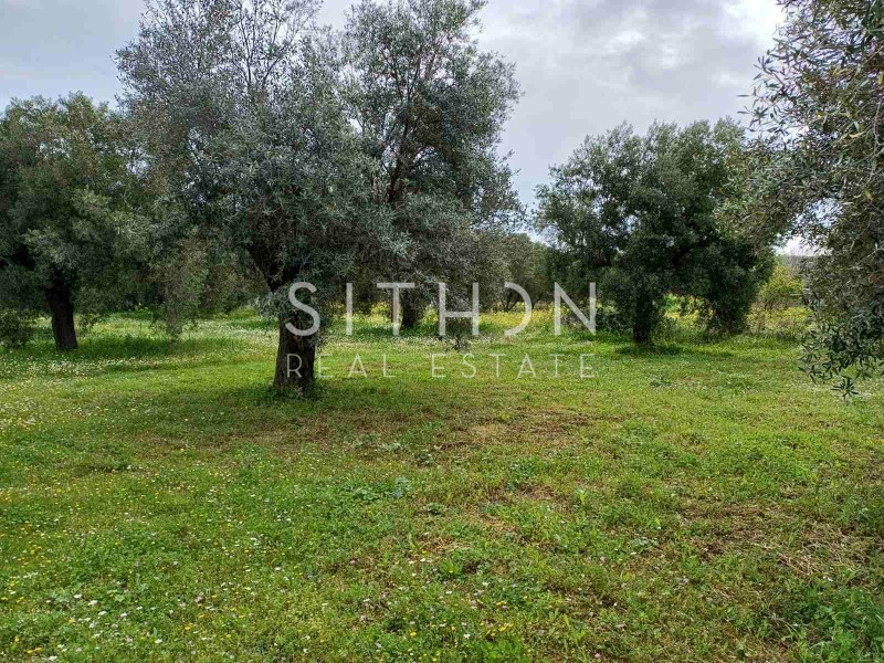 Αγροτεμάχια 1.981 τ.μ. προς πώληση, Κέντρο Τορώνης