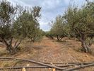 Αγροτεμάχια 4.100τ.μ. για πώληση-Γεροπόταμος » Πάνορμος