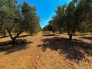 Αγροτεμάχια 15.500τ.μ. για πώληση-Γεωργιούπολη » Καβρός