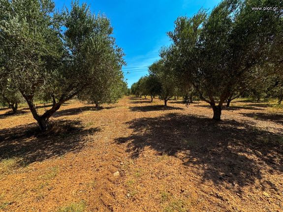 Αγροτεμάχια 15.500 τ.μ. για πώληση, Ν. Χανίων, Γεωργιούπολη