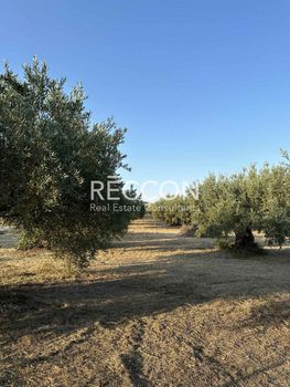 Land plot 720sqm for sale-Istiaia » Kanatadika