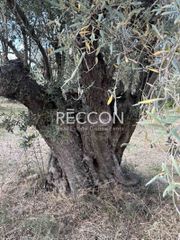Οικόπεδο 720 τ.μ. προς πώληση, Κανατάδικα-thumb-2