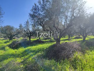 Οικόπεδο 2.602 τ.μ. για πώληση, Αχαΐα, Μόβρη-thumb-4