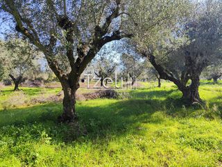 Οικόπεδο 2.602 τ.μ. για πώληση, Αχαΐα, Μόβρη-thumb-5