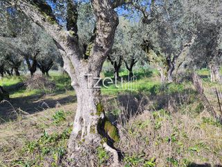 Οικόπεδο 2.602 τ.μ. για πώληση, Αχαΐα, Μόβρη-thumb-6