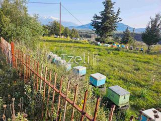 Οικόπεδο 6.208 τ.μ. για πώληση, Αχαΐα, Ωλένια-thumb-6