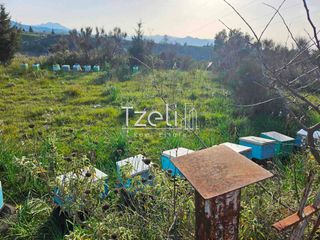 Οικόπεδο 6.208 τ.μ. για πώληση, Αχαΐα, Ωλένια-thumb-2