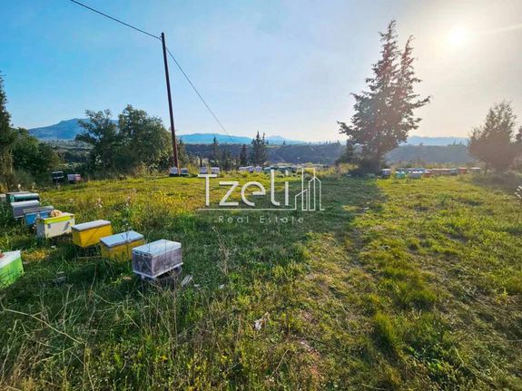 Οικόπεδο 6.208 τ.μ. για πώληση, Αχαΐα, Ωλένια
