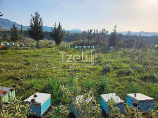 Οικόπεδο 6.208 τ.μ. για πώληση, Αχαΐα, Ωλένια-thumb-24