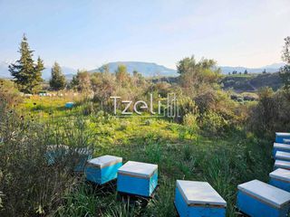 Οικόπεδο 6.208 τ.μ. για πώληση, Αχαΐα, Ωλένια-thumb-3