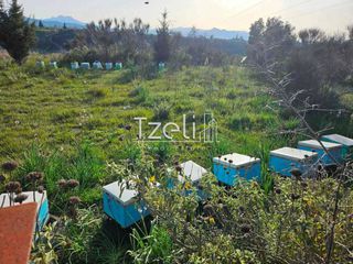 Οικόπεδο 6.208 τ.μ. για πώληση, Αχαΐα, Ωλένια-thumb-21