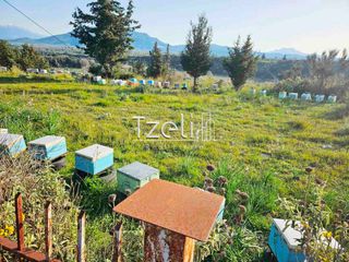 Οικόπεδο 6.208 τ.μ. για πώληση, Αχαΐα, Ωλένια-thumb-15