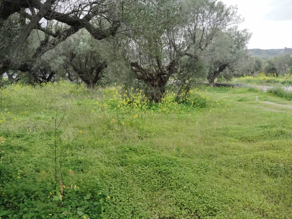 Οικόπεδο 908 τ.μ. πρός πώληση, Κορινθία, Ξυλόκαστρο