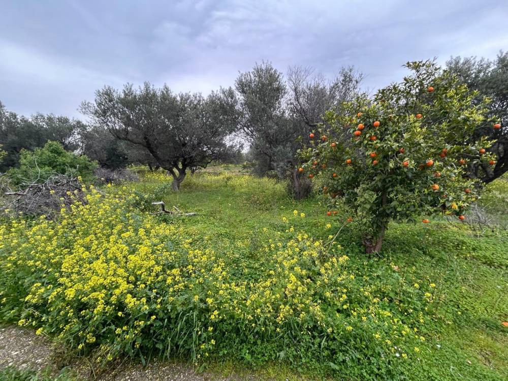 Οικόπεδο 908 τ.μ. πρός πώληση, Κορινθία, Ξυλόκαστρο