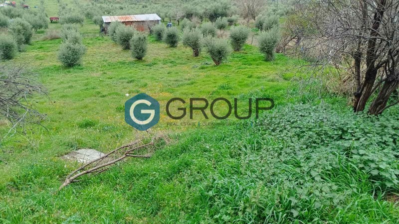 Οικόπεδο 1.240 τ.μ. πρός πώληση, Εβρος, Αλεξανδρούπολη