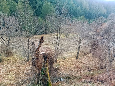 Αγροτεμάχια 2.000 τ.μ. για πώληση
