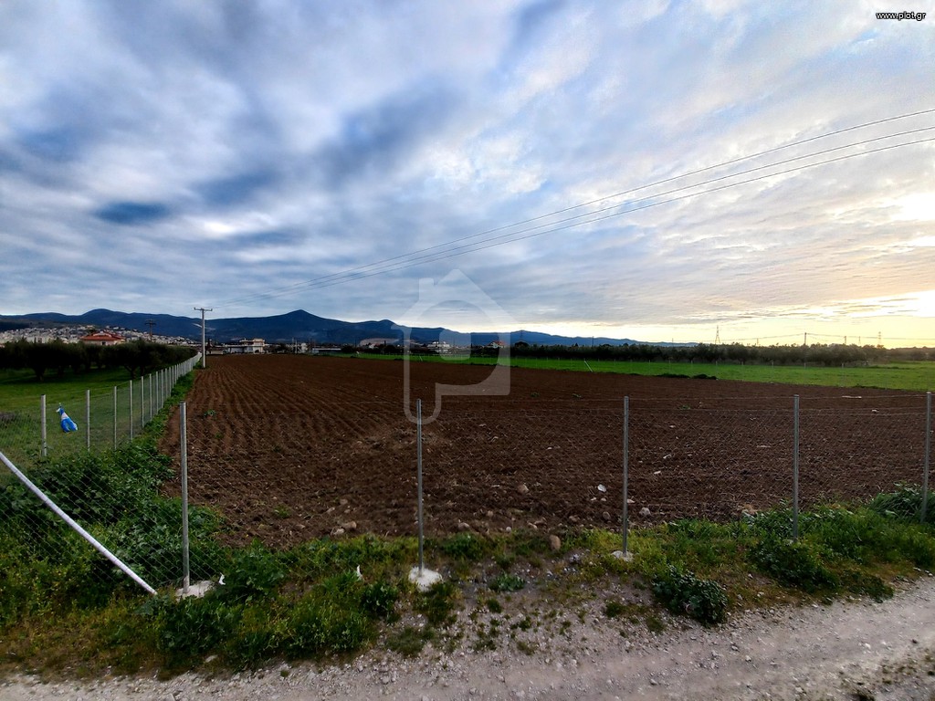 Αγροτεμάχια 13.500 τ.μ. προς ενοικίαση, Κόμμα Λαμίας