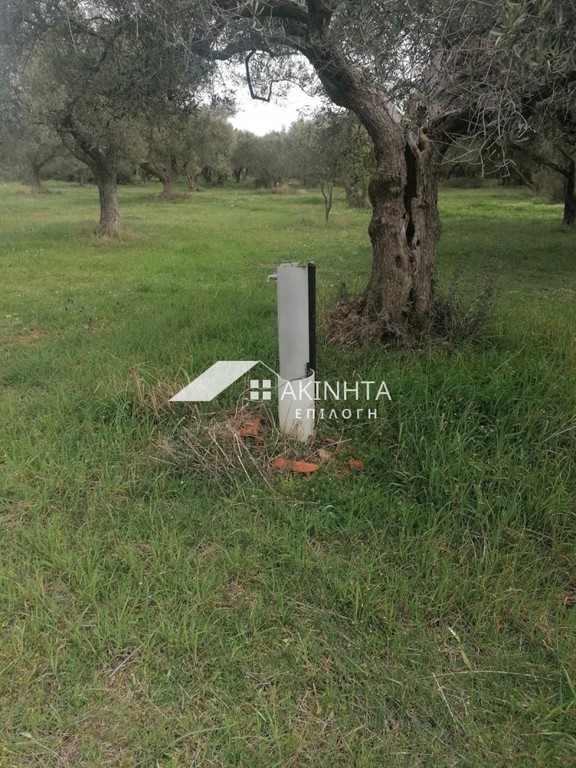 Αγροτεμάχια 2.100 τ.μ. πρός πώληση, Εβρος, Αλεξανδρούπολη
