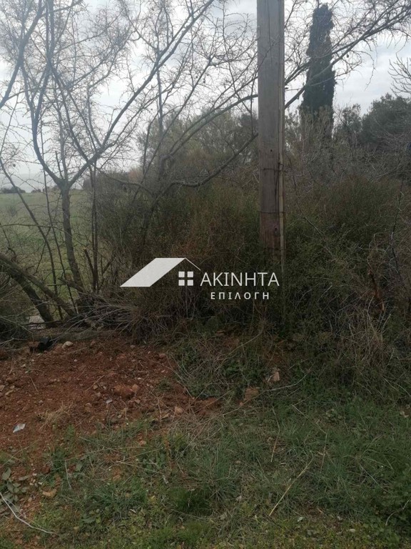 Αγροτεμάχια 2.100 τ.μ. πρός πώληση, Εβρος, Αλεξανδρούπολη