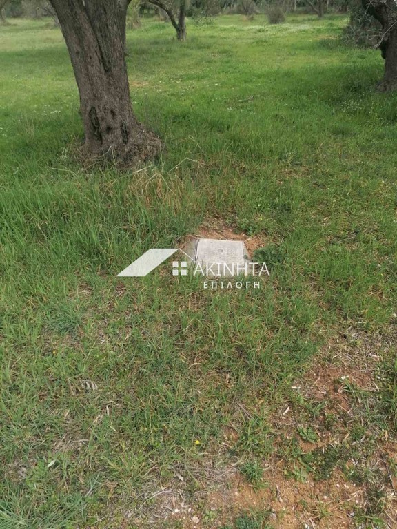 Αγροτεμάχια 2.100 τ.μ. πρός πώληση, Εβρος, Αλεξανδρούπολη