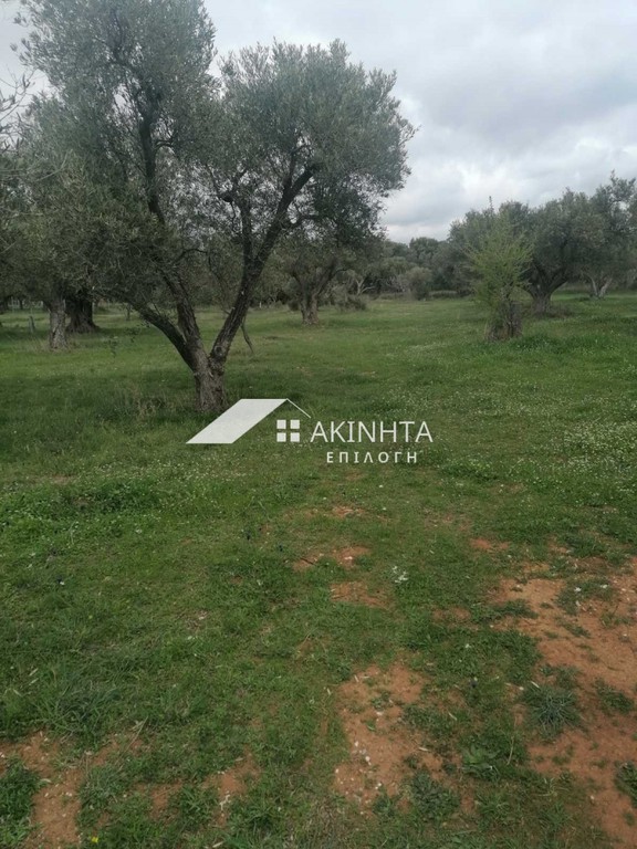 Αγροτεμάχια 2.100 τ.μ. πρός πώληση, Εβρος, Αλεξανδρούπολη