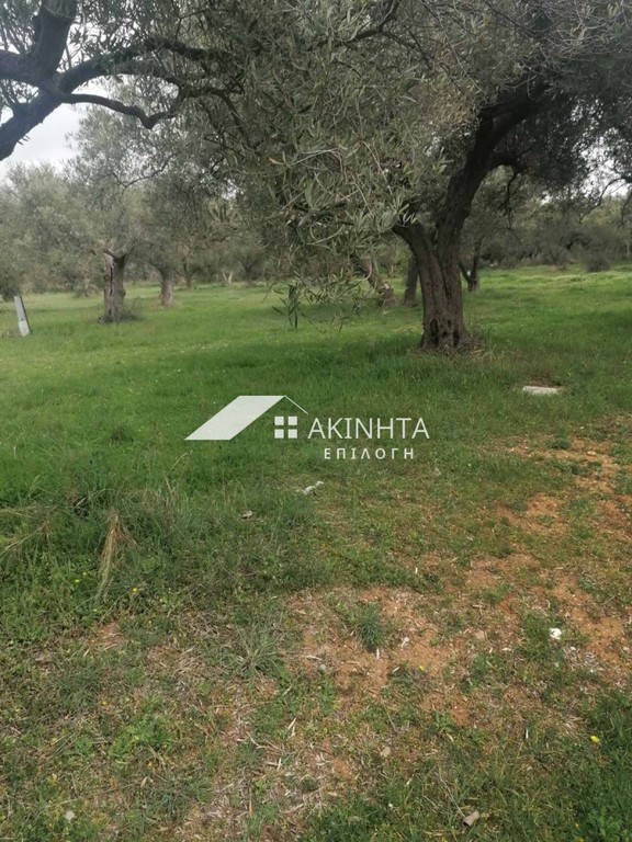 Αγροτεμάχια 2.100 τ.μ. πρός πώληση, Εβρος, Αλεξανδρούπολη