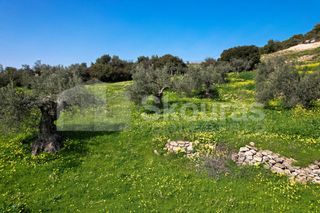 Αγροτεμάχια 6.000 τ.μ. για πώληση, Αργολίδα, Κρανίδι-thumb-7