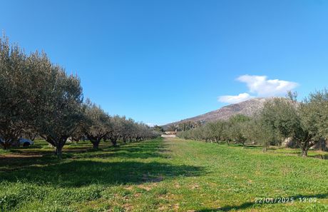 Οικόπεδο 1.800 τ.μ. για πώληση