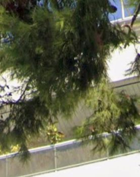 Μονοκατοικία 175τ.μ. για πώληση-Βάρη- βάρκιζα » Ασύρματος αλίανθου