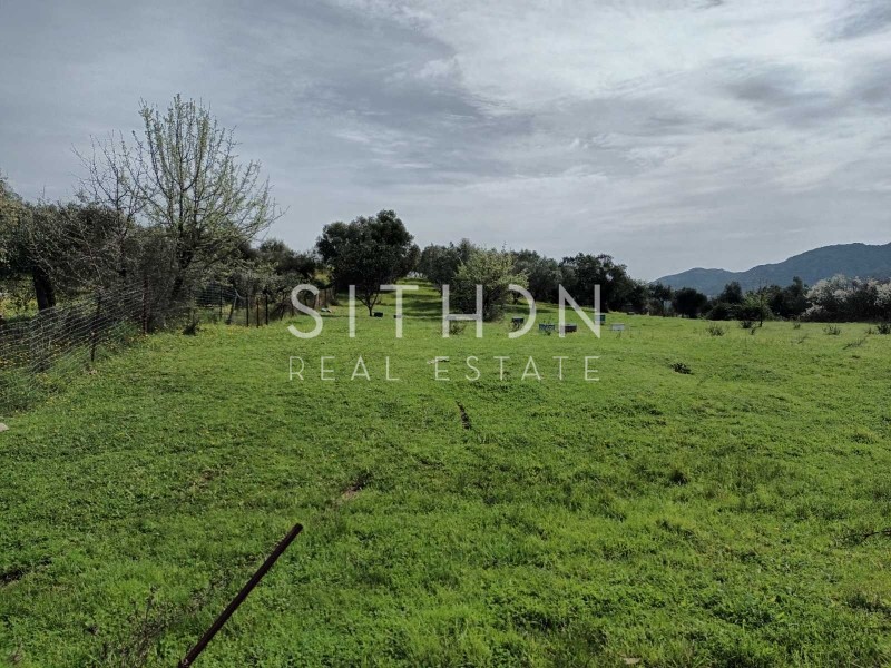 Αγροτεμάχια 3.361 τ.μ. προς πώληση, Συκιά Τορώνης
