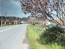 Αγροτεμάχια 510τ.μ. για πώληση-Τορώνη » Συκιά