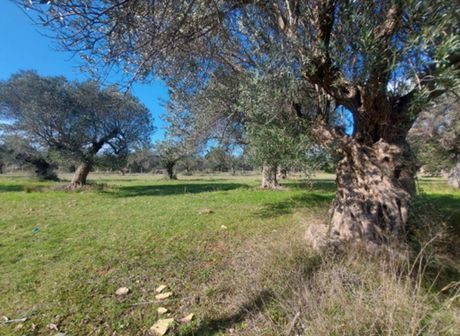 Αγροτεμάχια 14.585τ.μ. για πώληση-Καλύβια θορικού