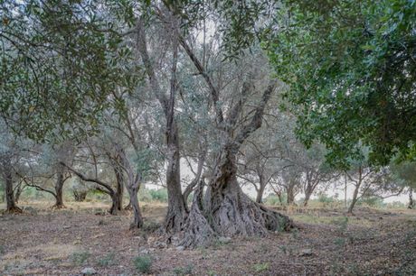 Parcel 800sqm for sale-Arkadi » Amnatos