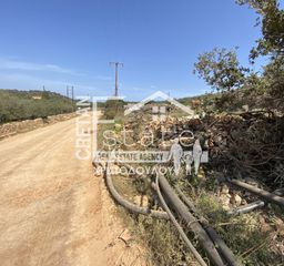 Αγροτεμάχια 8.000 τ.μ. για πώληση, Ν. Λασιθίου, Βραχάσι-thumb-5