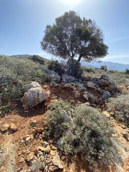 Parcel 8.000sqm for sale-Vrachasi » Epano Sisi