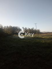Αγροτεμάχια 64.523 τ.μ. προς πώληση, Γιάλοβα-thumb-2