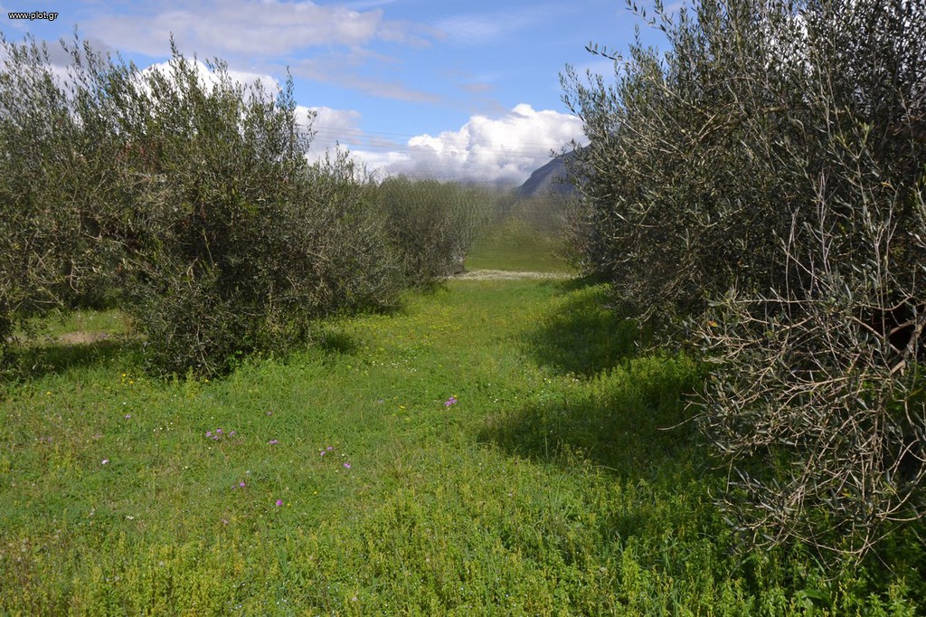 Land plot 1.950 sqm for sale, Preveza Prefecture, Preveza
