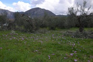 Land plot 1.950 sqm for sale, Preveza Prefecture, Preveza-thumb-13