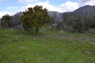 Land plot 1.950 sqm for sale, Preveza Prefecture, Preveza-thumb-14