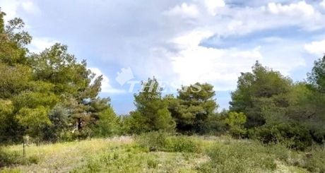 Οικόπεδο 1.036τ.μ. για πώληση-Μαλεσίνα » Θεολόγος