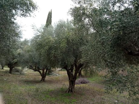 Αγροτεμάχια 4.000 τ.μ. για πώληση