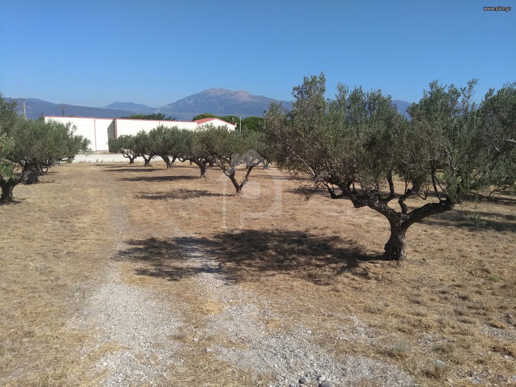 Αγροτεμάχια 5.100 τ.μ. προς πώληση, Αραχωβίτικα Ρίου