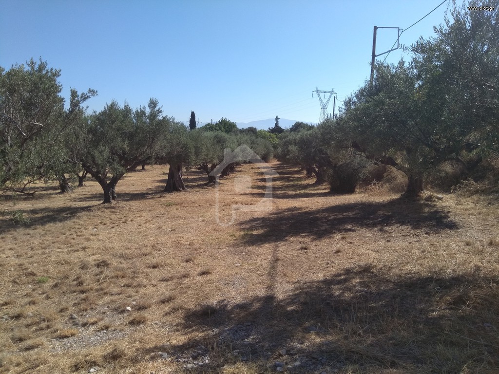 Αγροτεμάχια 5.100 τ.μ. προς πώληση, Αραχωβίτικα Ρίου