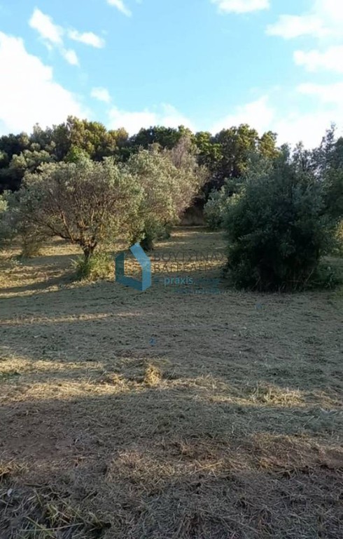 Αγροτεμάχια 700 τ.μ. προς πώληση, Αγυιά