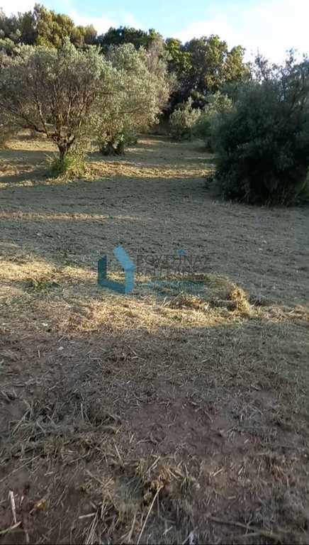 Αγροτεμάχια 700 τ.μ. προς πώληση, Αγυιά