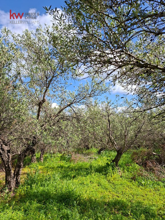 Οικόπεδο 2.015 τ.μ. προς πώληση, Ξηροκάμπι Πλατανιά