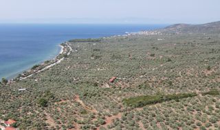 Αγροτεμάχια 4.272 τ.μ. για πώληση