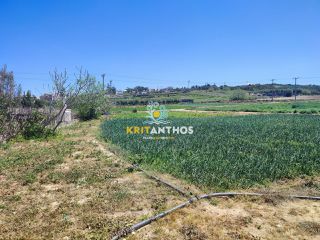 Αγροτεμάχια 10.000 τ.μ. για ενοικίαση, Ν. Ρεθύμνου, Αρκάδι-thumb-2