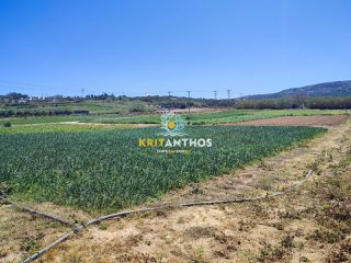 Αγροτεμάχια 10.000 τ.μ. για ενοικίαση, Ν. Ρεθύμνου, Αρκάδι-thumb-3